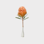 BANKSIA BEIGE PFS-BS-BG1