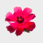 DANCING FLOWER PF-DF-XL-Magenta Pink 1