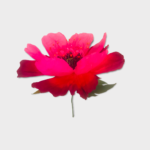 DANCING FLOWER PF-DF-XL-Magenta Pink 2