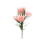 PFS-BDPT CP BRIDAL PROTEA CHAMPAGNE 1