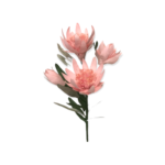 PFS-BDPT-CP BRIDAL PROTEA CHAMPAGNE 2