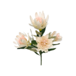 Serruria Protea White
