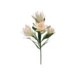 PFS-BDPT-WH BRIDAL PROTEA WHITE1