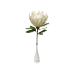 PFS-KP-WH KING PROTEA WHITE 1
