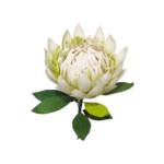 PFS-KP-WH KING PROTEA WHITE 2