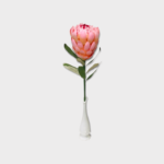 PFS-PCPT-PK PRINCESS PROTEA PINK 1